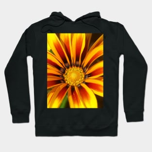 Gazania Hoodie